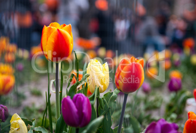 Beautiful dutch tulips, Amsterdam in spring