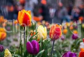 Beautiful dutch tulips, Amsterdam in spring