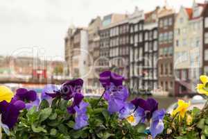 Colourful Flowers and Amsterdam typical Buildings, Netherlands