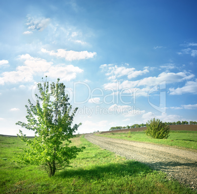 Tree near a country road