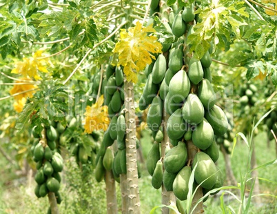 Papaya trees