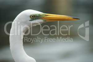 Egret head