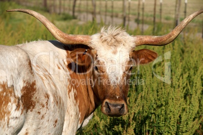 Longhorn cow