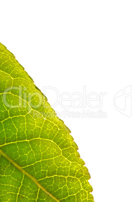 Green leaf with copy space