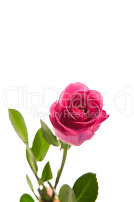 Pink rose in bloom with stalk