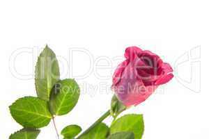 Pink rose with stalk and leaves