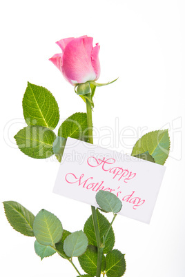 Pink rose with stalk and leaves and mothers day message
