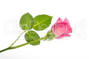 Pink rose with three leaves