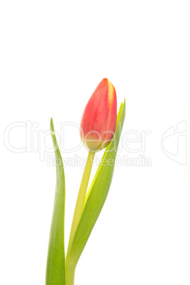 Pink and yellow tulip