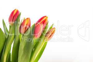 Bouquet of pink and yellow tulips