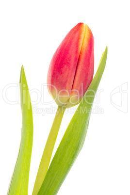 Single pink and yellow tulip