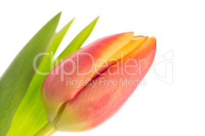 Pink and yellow tulip close up with leaf