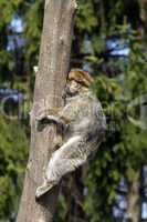 Berberaffe klettert auf einen Baum