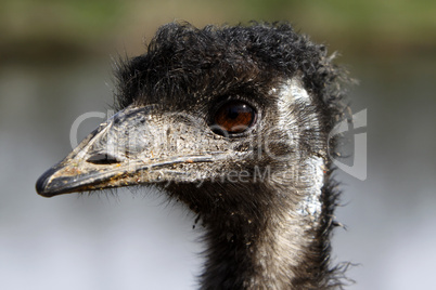 Emu