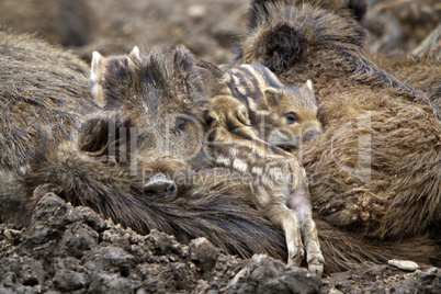 Wildschweinfamilie