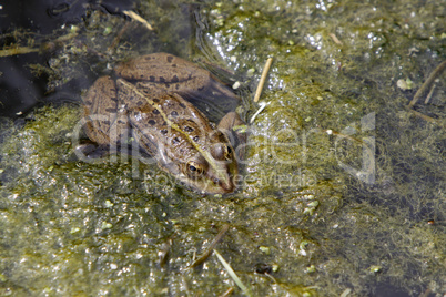 Teichfrosch