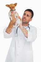 Worried vet holding chihuahua and checking it