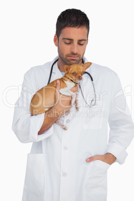 Worried vet holding chihuahua
