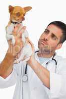 Concerned vet holding chihuahua and checking it