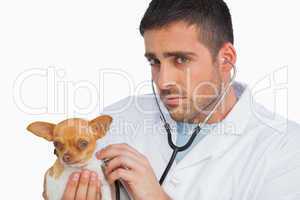 Concerned vet checking dog with stethoscope