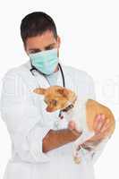 Vet in protective mask checking chihuahua