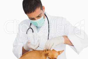 Vet in protective mask vaccingating chihuahua