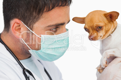 Vet holding chihuahua and wearing protective mask