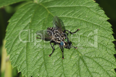 fliege sitzt auf blatt