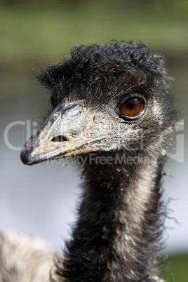 Emu