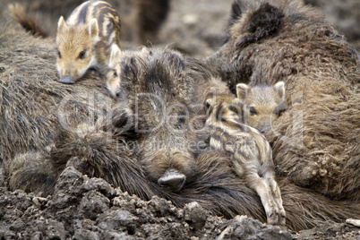 Wildschweinfamilie