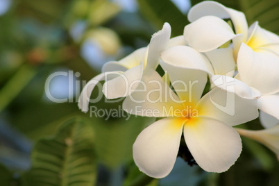 frangipani tree  is the  national flower.