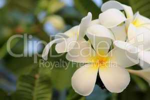 frangipani tree  is the  national flower.