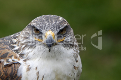 Königsrauhfussbussard