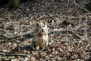 Mischlingshund sitz in trockenem Laub