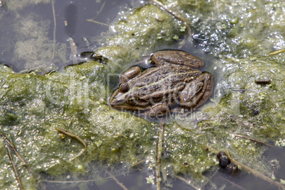 Teichfrosch