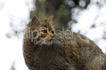 Europäische Wildkatze