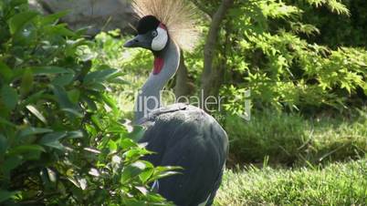 West african crowned crane