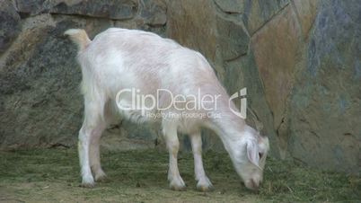 White goat feeding