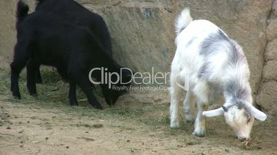 Goats feeding