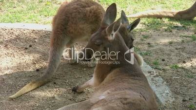 Relaxed Two Kangaroo