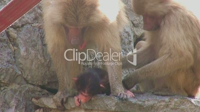 Baboons preening each other