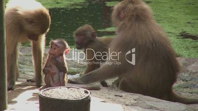 Baboon family together
