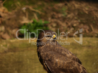 Common buzzard