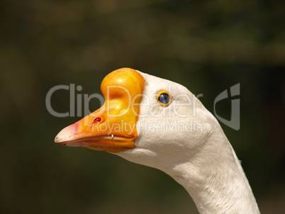 White Chinese goose