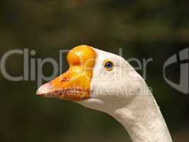 White Chinese goose