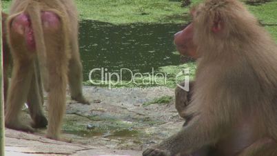 Baboon feeding near the water