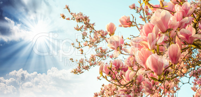 Magnolia tree blossom with colourful sky on background