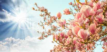 Magnolia tree blossom with colourful sky on background