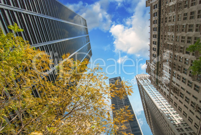 New York City. Upward view of Manhattan Buildings with trees