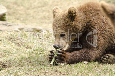 Young brown bear eating